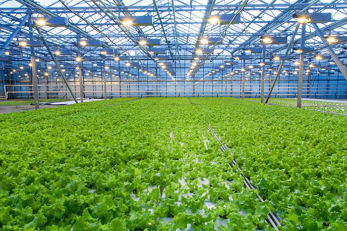 Smart greenhouse price Smart greenhouse price