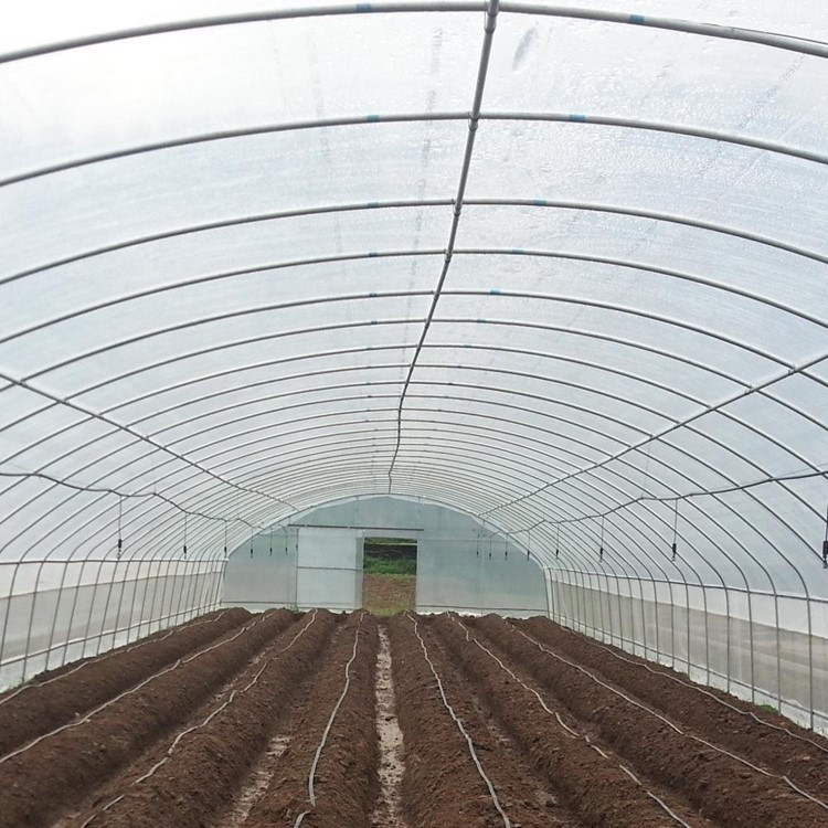What vegetables are good to grow in greenhouses What vegetables are good to grow in greenhouses