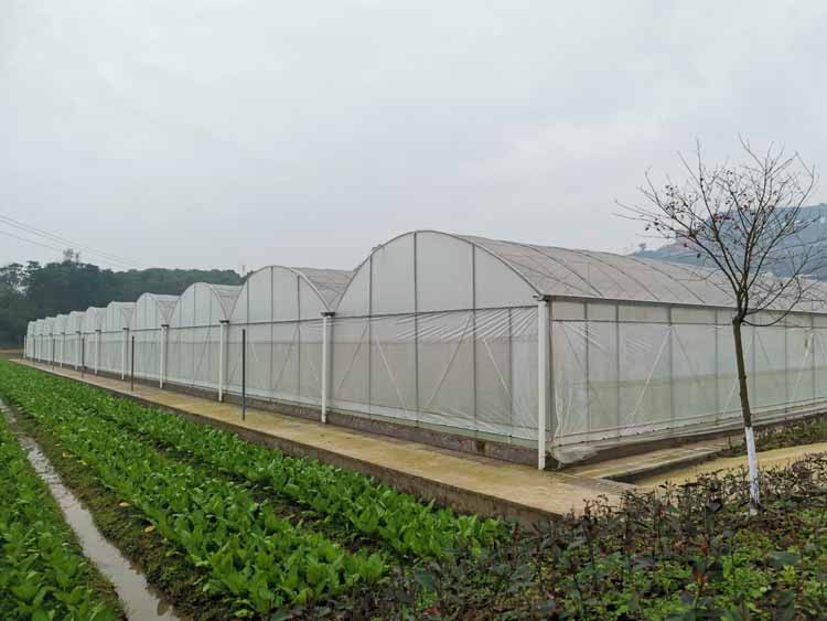 Greenhouse uses sticky insect board to improve vegetable quality Greenhouse uses sticky insect board to improve vegetable quality